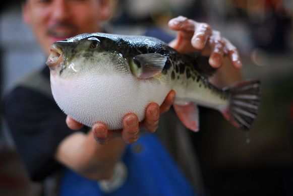 Pez fugu
